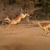 Impala - Aepyceros melampus o9906